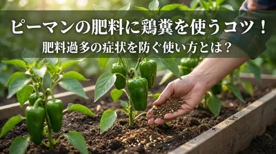 ピーマンの肥料に鶏糞を使うコツ！肥料過多の症状を防ぐ使い方とは？