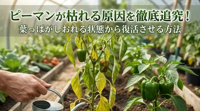 ピーマンが枯れる原因を徹底追究！葉っぱがしおれる状態から復活させる方法