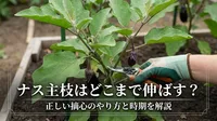 ナスの主枝はどこまで伸ばす？正しい摘心のやり方と時期を解説