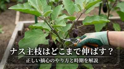ナスの主枝はどこまで伸ばす？正しい摘心のやり方と時期を解説