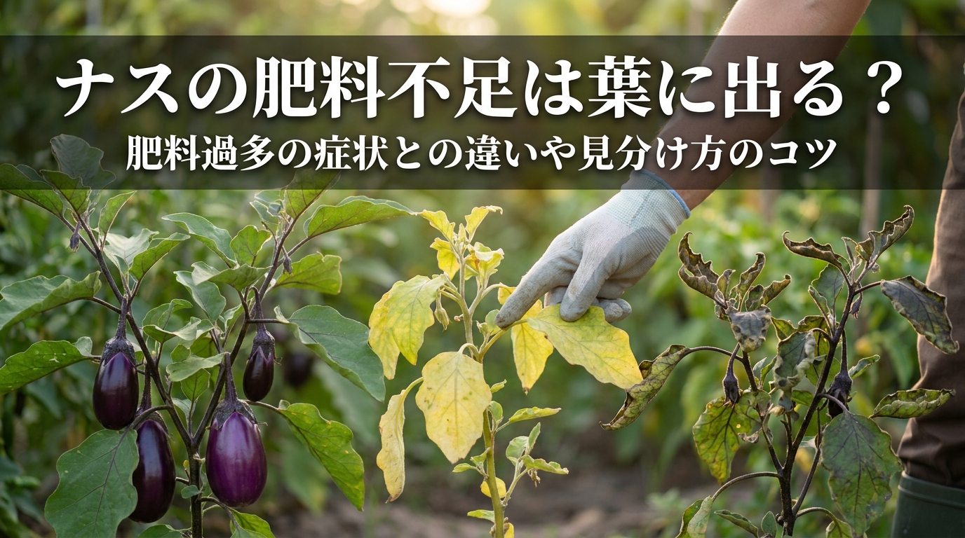 ナスの肥料不足は葉に出る？肥料過多の症状との違いや見分け方のコツ