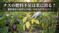 ナスの肥料不足は葉に出る？肥料過多の症状との違いや見分け方