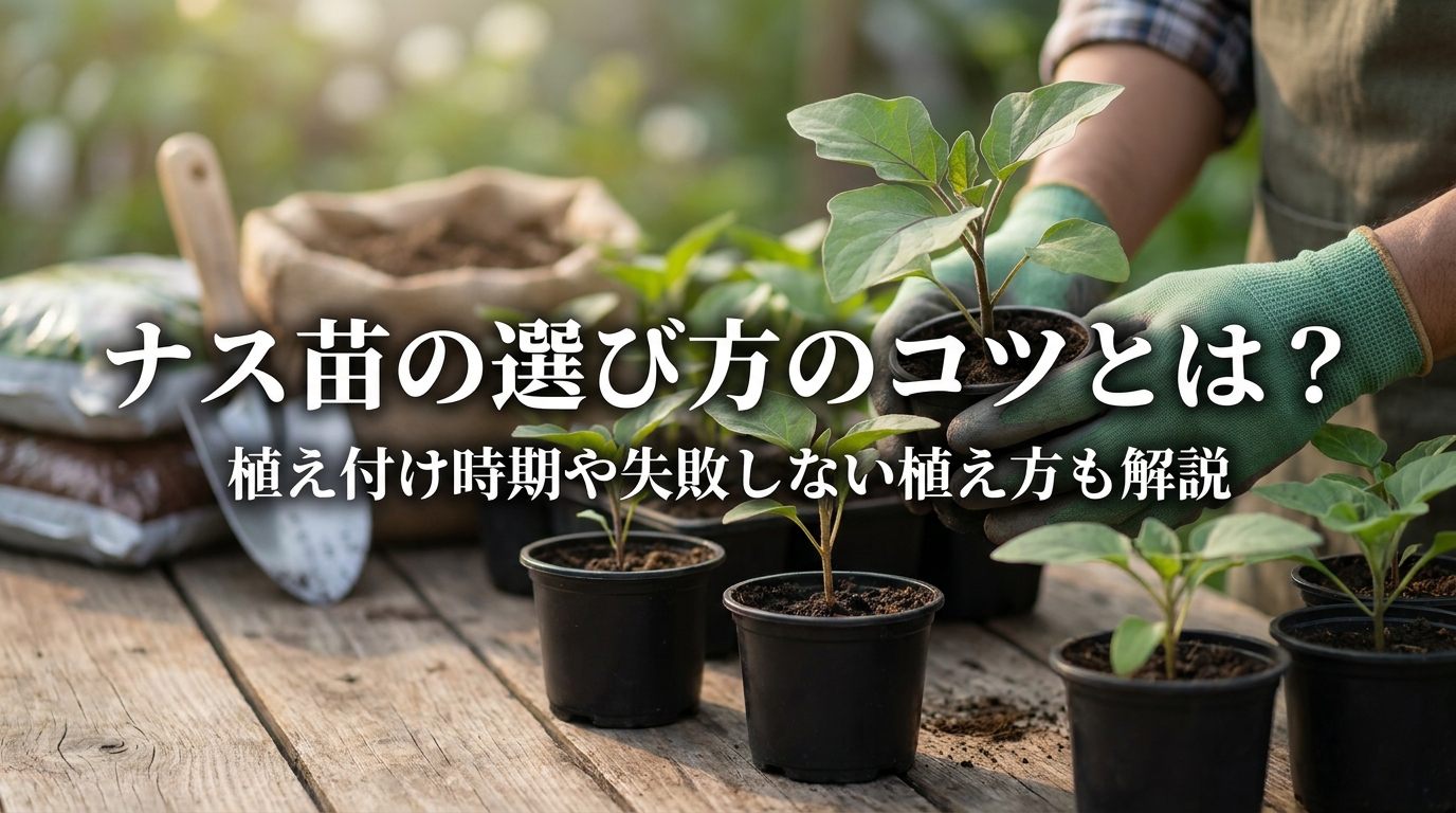 ナス苗の選び方のコツとは？植え付け時期や失敗しない植え方も解説