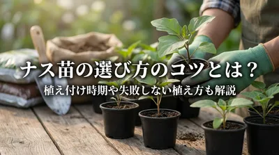 ナス苗の選び方のコツとは？植え付け時期や失敗しない植え方も解説