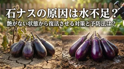 石ナスの原因は水不足？艶がない状態から復活させる対策と予防法は？