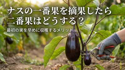 ナスの一番果を摘果したら二番果はどうする？最初の実を早めに収穫するメリット