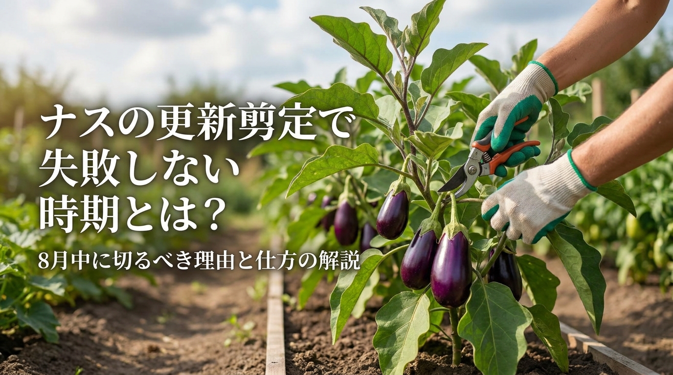 ナスの更新剪定で失敗しない時期とは？8月中に切るべき理由と仕方の解説