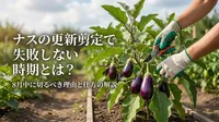 ナスの更新剪定で失敗しない時期とは？8月中に切るべき理由と仕方の解説