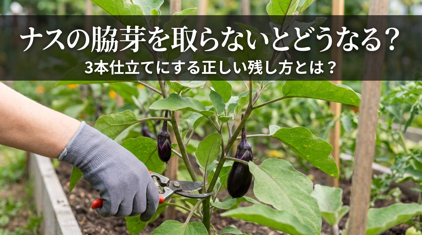 ナスの脇芽を取らないとどうなる？3本仕立てにする正しい残し方とは？