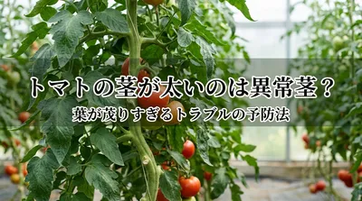 トマトの茎が太いのは異常茎？葉が茂りすぎるトラブルの予防法