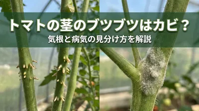 トマトの茎のブツブツはカビ？気根と病気の見分け方を解説