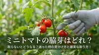 ミニトマトの脇芽はどれ？取らないとどうなる？迷った時の見分け方と確実な取り方
