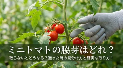 ミニトマトの脇芽はどれ？取らないとどうなる？迷った時の見分け方と確実な取り方