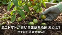 ミニトマトが青いまま落ちる原因とは？熟す前の落果対策5選
