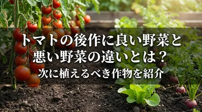 トマトの後作に良い野菜と悪い野菜の違いとは？次に植えるべき作物を紹介