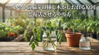 ミニトマトの脇芽の挿し木がしおれる原因と復活させるやり方