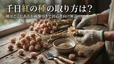 千日紅の種の取り方は？種はどこにあるか画像つきで初心者向け解説