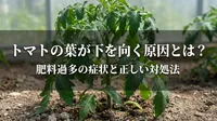 トマトの葉が下を向く原因とは？肥料過多の症状と正しい対処法