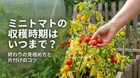 ミニトマトの収穫時期はいつまで？終わりの見極め方と片付けのコツ
