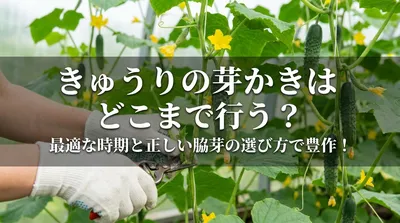 きゅうりの芽かきはどこまで行う？最適な時期と正しい脇芽の選び方