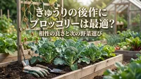 きゅうりの後作にブロッコリーは最適？相性の良さと次の野菜選び