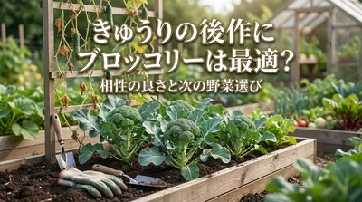 きゅうりの後作にブロッコリーは最適？相性の良さと次の野菜選び