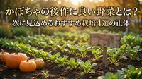 かぼちゃの後作に良い野菜とは？次に見込めるおすすめ栽培4選