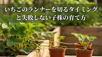 いちごのランナーを切るタイミングと失敗しない子株の育て方