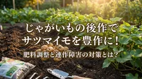 じゃがいもの後作でサツマイモを豊作に！肥料調整と連作障害の対策とは？