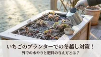 いちごのプランターでの冬越し対策！外での水やりと肥料の与え方