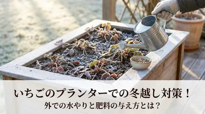 いちごのプランターでの冬越し対策！外での水やりと肥料の与え方