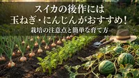スイカの後作には玉ねぎ・にんじんがおすすめ！栽培の注意点と簡単な育て方