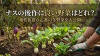 ナスの後作に良い野菜はどれ？相性抜群な定番の冬野菜を大公開