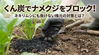 くん炭でナメクジをブロック！ネキリムシにも負けない株元の対策とは？