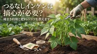 つるなしインゲンは摘心が必要？種まき時期と肥料のコツを教えます