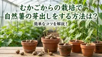 むかごからの栽培で自然薯の芽出しをする方法は？簡単なコツを解説！