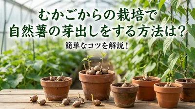 むかごからの栽培で自然薯の芽出しをする方法は？簡単なコツを解説！