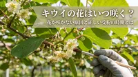 キウイの花はいつ咲く？花が咲かない原因と正しい受粉の時期とは