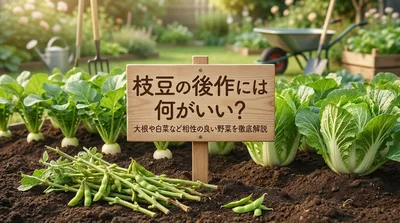 枝豆の後作には何がいい？大根や白菜など相性の良い野菜を徹底解説