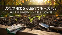 大根の種まきが遅れても大丈夫？11月や12月の栽培のコツを紹介