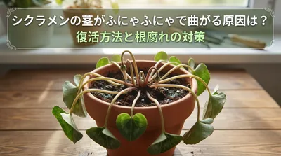 シクラメンの茎がふにゃふにゃで曲がる原因は？復活方法と根腐れの対策