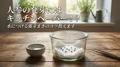 人参の発芽にはキッチンペーパー！？水につける催芽まきのコツ教えます