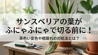サンスベリアの葉がふにゃふにゃで切る前に！茶色い変色や根腐れの対処法