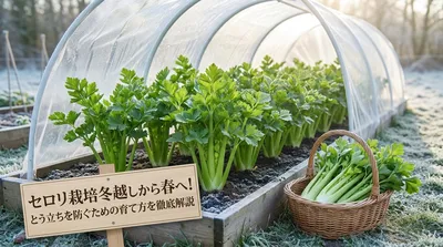 セロリ栽培冬越しから春へ！とう立ちを防ぐための育て方を徹底解説