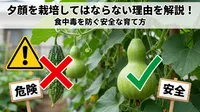 夕顔を栽培してはならない理由を解説！食中毒を防ぐ安全な育て方とは
