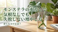 モンステラの水差しで気根なしでも失敗しない増やし方と育てるコツ