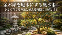 金木犀を庭木にする風水術！小さく育てる方法と植える時期の正解とは？