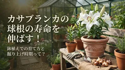 カサブランカの球根の寿命を伸ばす！鉢植えでの育て方と掘り上げ時期