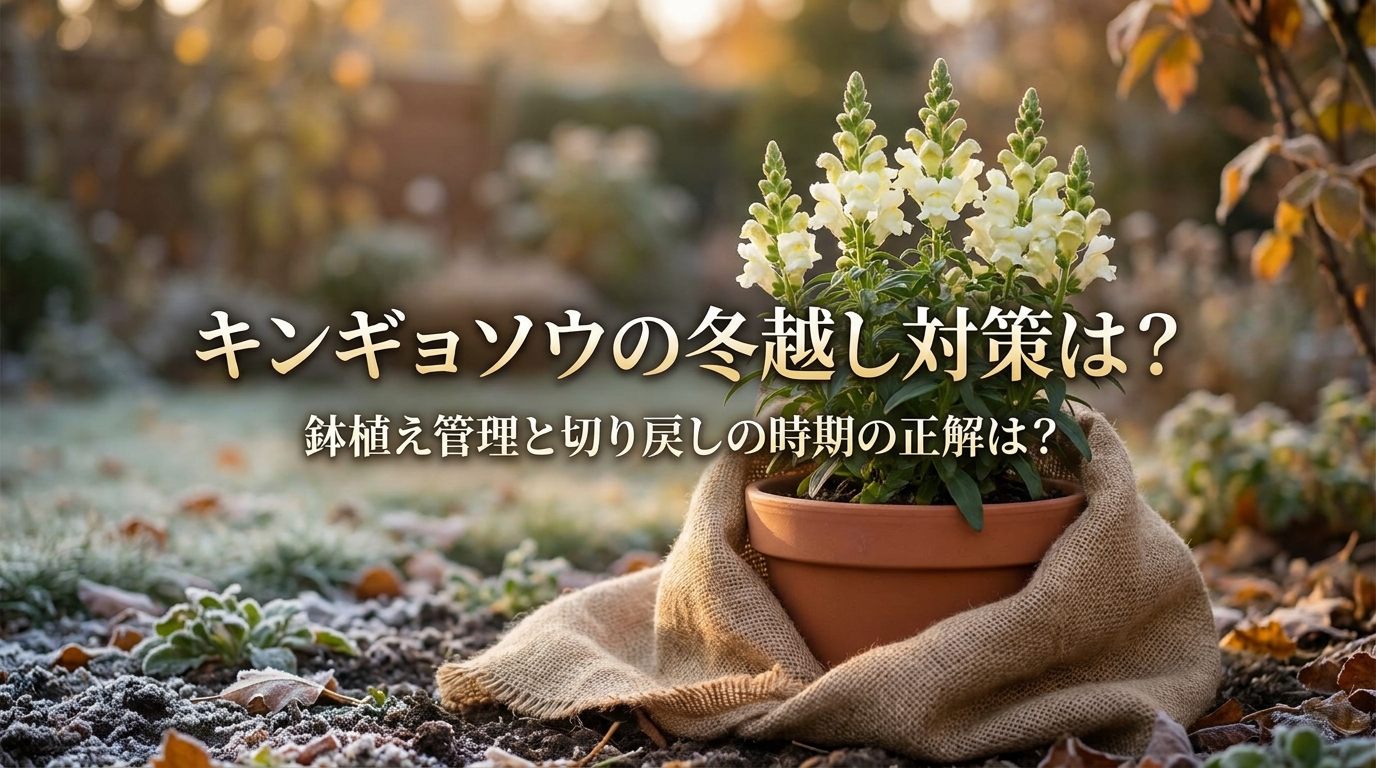 キンギョソウの冬越し対策は?鉢植え管理と切り戻しの時期の正解は?