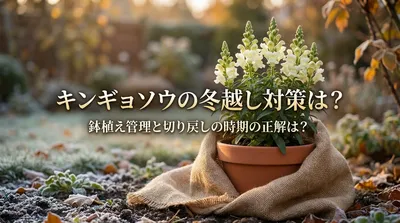 キンギョソウの冬越し対策は？鉢植え管理と切り戻しの時期の正解